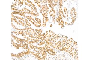 Immunohistochemistry (IHC) image for anti-Tripartite Motif Containing 28 (TRIM28) (AA 650-700) antibody (ABIN7453436) (KAP1 anticorps  (AA 650-700))