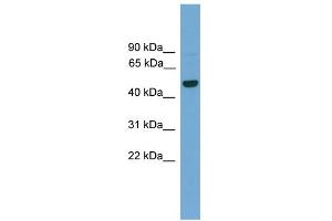 WB Suggested Anti-GRAMD3 Antibody Titration:  0. (GRAMD3 anticorps  (Middle Region))