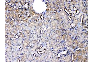SERPINA5 was detected in paraffin-embedded sections of rat kidney tissues using rabbit anti- SERPINA5 Antigen Affinity purified polyclonal antibody (Catalog # ) at 1 µg/mL.