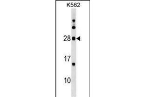 MOG Antibody (Center) (ABIN1538645 and ABIN2849626) western blot analysis in K562 cell line lysates (35 μg/lane). (MOG anticorps  (AA 82-109))
