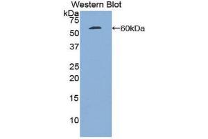 PLAT Antikörper  (AA 311-562)