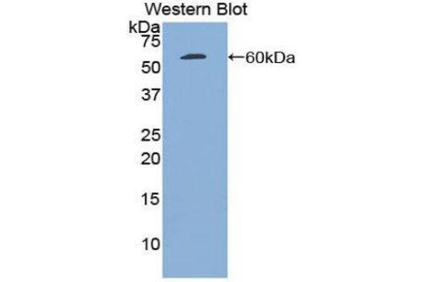 PLAT anticorps  (AA 311-562)
