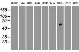 Western blot analysis of extracts (35 µg) from 9 different cell lines by using anti-SILV monoclonal antibody. (Melanoma gp100 anticorps)