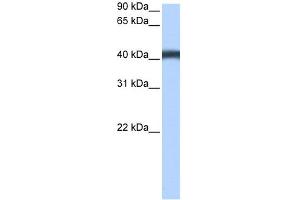 WB Suggested Anti-MFSD3 Antibody Titration:  0. (MFSD3 anticorps  (C-Term))