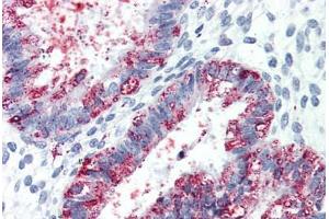 Anti-GPR27 antibody  ABIN1048786 IHC staining of human uterus.