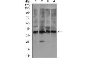 Western blot analysis using ZFP42 mouse mAb against Jurkat (1), HEK293 (2), Raji (3) and PC-3 (4) cell lysate. (ZFP42 anticorps  (AA 249-310))