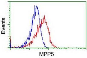 Image no. 4 for anti-Membrane Protein, Palmitoylated 5 (MAGUK P55 Subfamily Member 5) (MPP5) antibody (ABIN1500023)