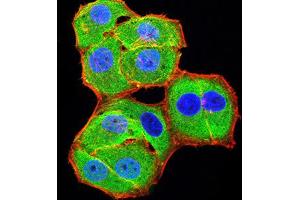 Immunofluorescence analysis of Hela cells using BCL11B mouse mAb (green).