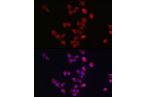Immunofluorescence analysis of A-549 cells using  antibody (ABIN7265580) at dilution of 1:300. (ANAPC11 anticorps  (AA 1-84))