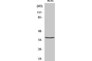 Western Blot analysis of various cells using TNF-IP 1 Polyclonal Antibody diluted at 1:500.