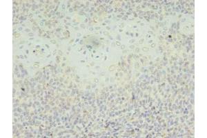 Immunohistochemistry of paraffin-embedded human tonsil tissue using ABIN7169479 at dilution of 1:100 (SH3BGRL anticorps  (AA 1-114))