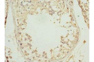 Immunohistochemistry of paraffin-embedded human testis tissue using ABIN7164276 at dilution of 1:100