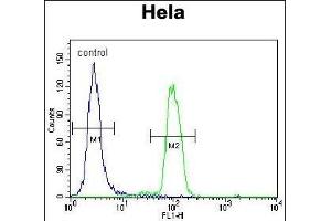 PK14 Antibody (C-term) (ABIN1882176 and ABIN2841644) flow cytometric analysis of Hela cells (right histogram) compared to a negative control cell (left histogram).