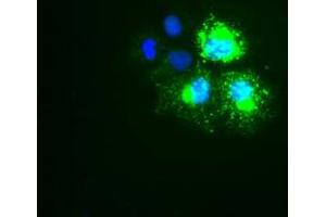 Anti-KRT18 mouse monoclonal antibody (ABIN2452304) immunofluorescent staining of COS7 cells transiently transfected by pCMV6-ENTRY KRT18 (RC210049). (Cytokeratin 18 anticorps  (AA 69-372))