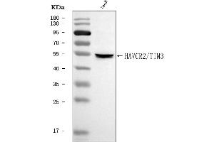 Western blot analysis of TIM 3/HAVCR2 using anti-TIM 3/HAVCR2 antibody (ABIN7600687).