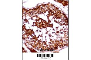 HSFX1 Antibody immunohistochemistry analysis in formalin fixed and paraffin embedded human testis tissue followed by peroxidase conjugation of the secondary antibody and DAB staining. (HSFX1 anticorps  (AA 201-230))