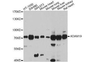 Western blot analysis of extracts of various cell lines, using ADAM19 antibody. (ADAM19 anticorps  (AA 203-460))