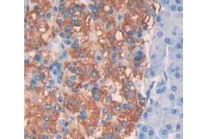 IHC-P analysis of panceas tissue, with DAB staining. (CTBP2 anticorps  (C-Term))