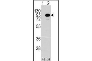 Western blot analysis of ACO2 (arrow) using rabbit polyclonal ACO2 Antibody (Center) (ABIN391809 and ABIN2841660).