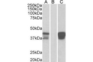 HEK293 lysate (10ug protein in RIPA buffer) overexpressing Human BOB1 with DYKDDDDK tag probed with ABIN184851(1ug/ml) in Lane A and probed with anti- DYKDDDDK Tag (1/3000) in lane C. (POU2AF1 anticorps  (C-Term))