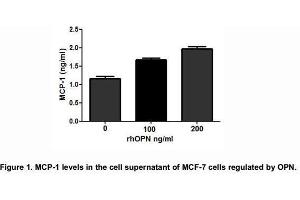 Osteopontin (OPN), a multifunctional phosphorylated glycoprotein, plays an important role in neutrophil recruitment and was found to induce the expression of proinflammatory chemokines including MCP-1 and MIP-1β which would promote migration and recruitment of inflammatory cells.