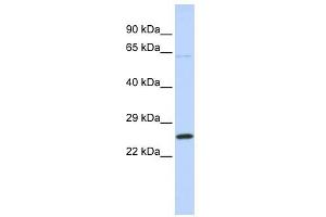ATP5F1 antibody used at 1 ug/ml to detect target protein.
