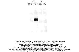 Image no. 8 for anti-Hypoxia Inducible Factor 1, alpha Subunit (Basic Helix-Loop-Helix Transcription Factor) (HIF1A) (AA 432-528) antibody (ABIN363203) (HIF1A anticorps  (AA 432-528))