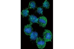 Immunofluorescence (IF) image for anti-Interleukin 8 (IL8) antibody (ABIN3003830) (IL-8 anticorps)