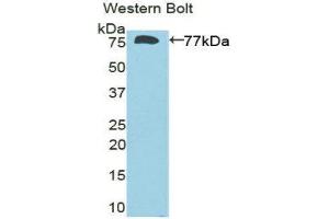 Western Blotting (WB) image for anti-Deiodinase, Iodothyronine, Type III (DIO3) (AA 37-169) antibody (ABIN1858639) (DIO3 anticorps  (AA 37-169))