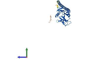 AlphaFold protein structure predicition of Human Recombinant OLR1 Protein, UniprotID P78380