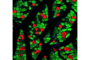 Immunofluorescent analysis of paraformaldehyde-fixed rat skeletal muscle using MYH1 (, red) and MYH7 (ABIN7075623, green) at dilution of 1: 1000 (Slow Skeletal Myosin Heavy Chain anticorps)