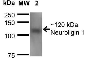 Western Blot analysis of Mouse Brain Membrane showing detection of ~120 kDa Neuroligin 1 protein using Mouse Anti-Neuroligin 1 Monoclonal Antibody, Clone S97A-31 . (Neuroligin 1 anticorps  (AA 718-843) (Biotin))