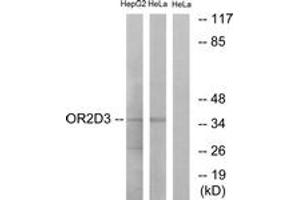 Western blot analysis of extracts from HeLa/HepG2 cells, using OR2D3 Antibody.