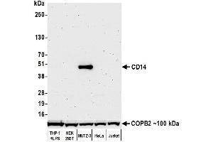 Western Blotting (WB) image for anti-CD14 (CD14) (AA 20-352) antibody (ABIN7453998) (Recombinant CD14 anticorps  (AA 20-352))