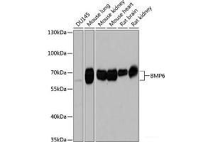 Western blot analysis of extracts of various cell lines using BMP6 Polyclonal Antibody at dilution of 1:1000. (BMP6 anticorps)