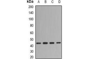 Western blot analysis of Fibromodulin expression in BT474 (A), mouse spleen (B), mouse brain (C), rat spleen (D) whole cell lysates. (Fibromodulin anticorps)