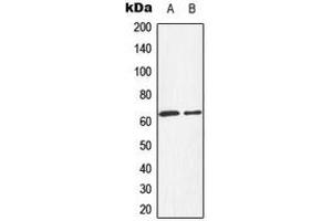 Western blot analysis of HEXB expression in HepG2 (A), HeLa (B) whole cell lysates. (HEXB anticorps  (C-Term))