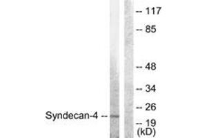 Western Blotting (WB) image for anti-Syndecan 4 (SDC4) (AA 145-194) antibody (ABIN2888866) (SDC4 anticorps  (AA 145-194))