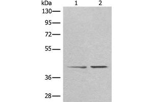 Western blot analysis of A172 and HEPG2 cell lysates using TMEM248 Polyclonal Antibody at dilution of 1:300 (C7orf42 anticorps)