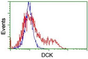 HEK293T cells transfected with either RC210767 overexpress plasmid (Red) or empty vector control plasmid (Blue) were immunostained by anti-DCK antibody (ABIN2454451), and then analyzed by flow cytometry. (DCK anticorps)