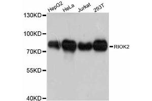 Western blot analysis of extracts of various cell lines, using RIOK2 antibody. (RIOK2 anticorps  (AA 253-552))