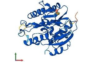 AlphaFold protein structure predicition of Mouse Recombinant Ddah2 Protein, UniprotID Q99LD8