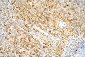 anti-Pro Caspase 3 antibody