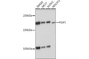 Western blot analysis of extracts of various cell lines, using PELP1 Rabbit mAb (ABIN7269557) at 1:1000 dilution. (PELP1 anticorps)