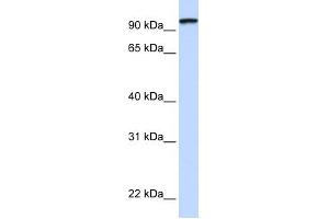 PCDHGC3 antibody used at 1 ug/ml to detect target protein. (Protocadherin gamma Subfamily C, 3 (PCDHGC3) (C-Term) anticorps)