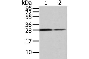 Western Blotting (WB) image for anti-Ras Homolog Gene Family, Member U (RHOU) antibody (ABIN5955755)