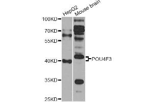 Western blot analysis of extracts of various cell lines, using POU4F3 antibody (ABIN6290759) at 1:1000 dilution. (POU4F3 anticorps)