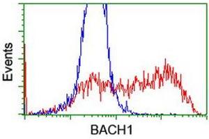 Flow Cytometry (FACS) image for anti-BTB and CNC Homology 1, Basic Leucine Zipper Transcription Factor 1 (BACH1) antibody (ABIN1496803)