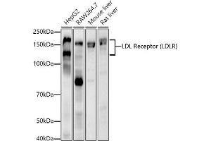 Western blot analysis of extracts of various cell lines, using LDL Receptor (LDLR) antibody  at 1:1000 dilution. (LDLR anticorps)