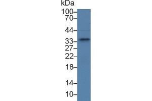 Western Blot; Sample: Human A375 cell lysate; Primary Ab: 2µg/ml Rabbit Anti-Rat SPRY2 Antibody Second Ab: 0.